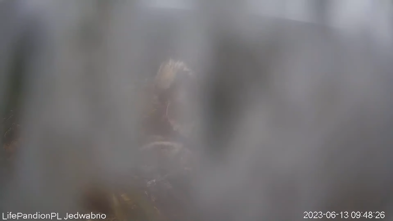 Rybołowy Online Puszcza Napiwodzko-Ramucka _ Ospreys Online in Napiwodzko-Ramucka Forest 13-0-13 scr