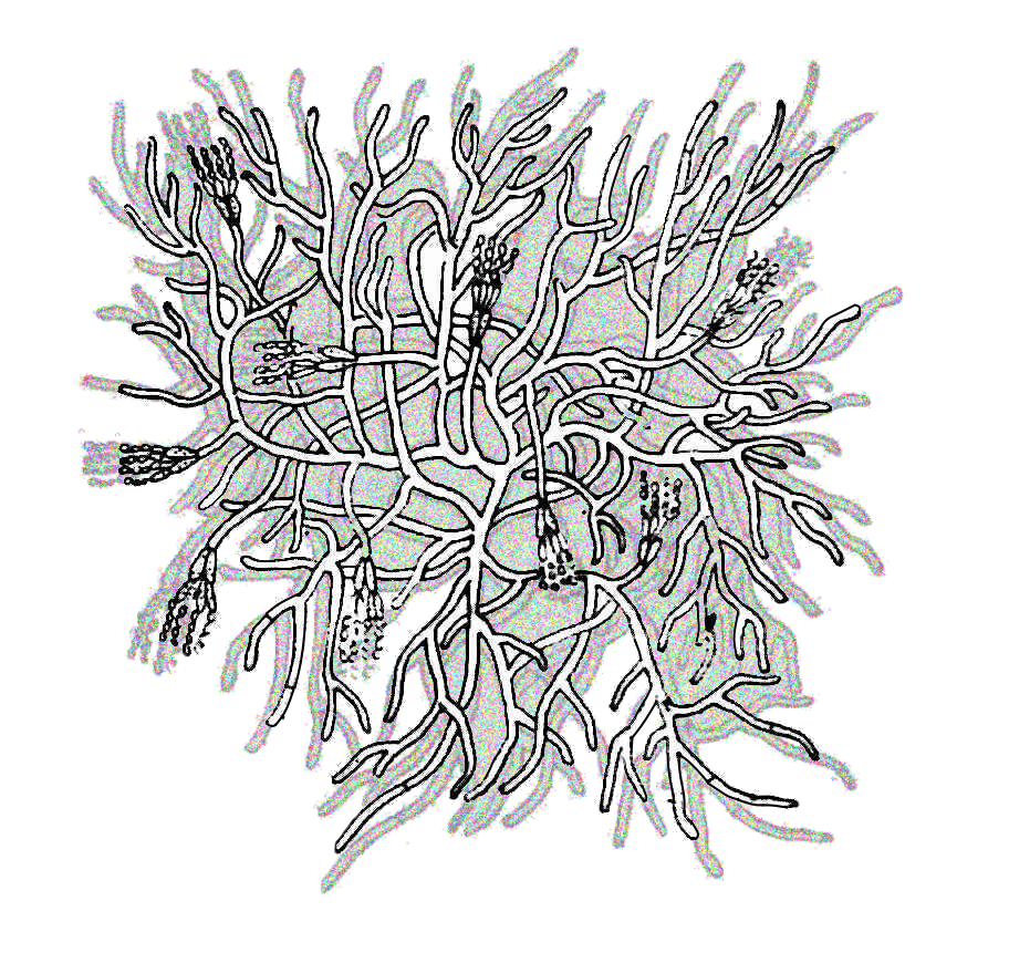 mycelial network in question