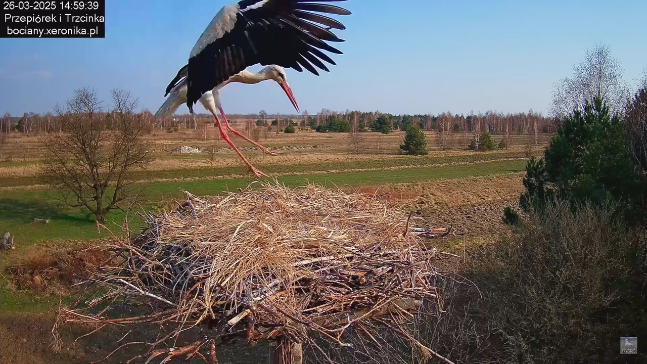 26032025Wpada bocius_6