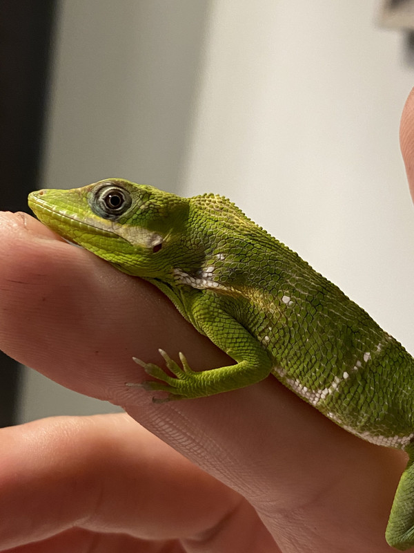 CubanKnightAnole112020