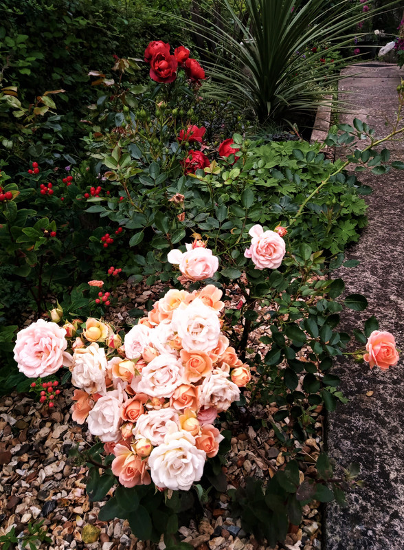 IMG_20200710_121922 (2)