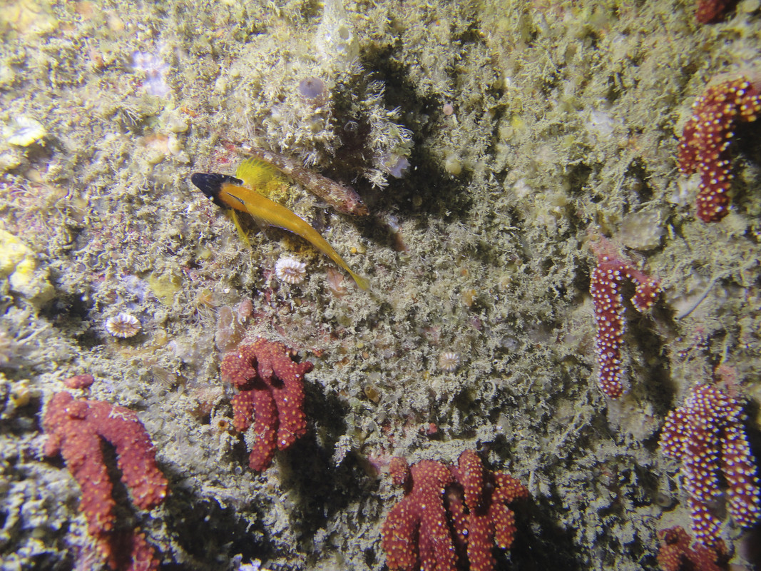 06004_11-01-1Pois-00028