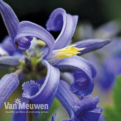 clem-v56881-f