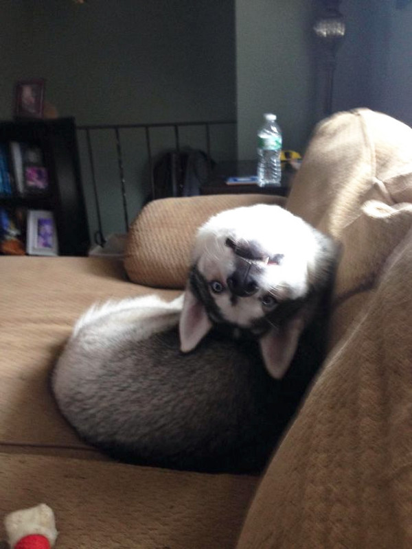 20 собак, которые делают странные вещи и это очень смешно