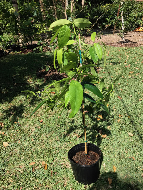 Garcinia 1 2 2017