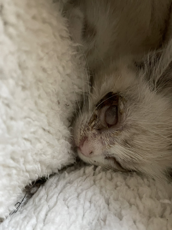 IMG-9affde5accf43cf373287ac9fc16dc55-V