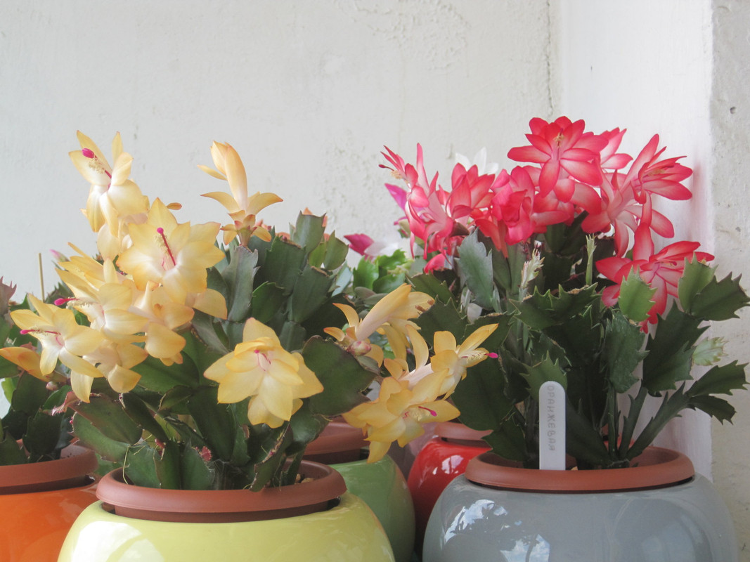 Шлюмбергеры