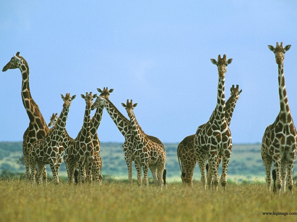 Giraffes_x_9