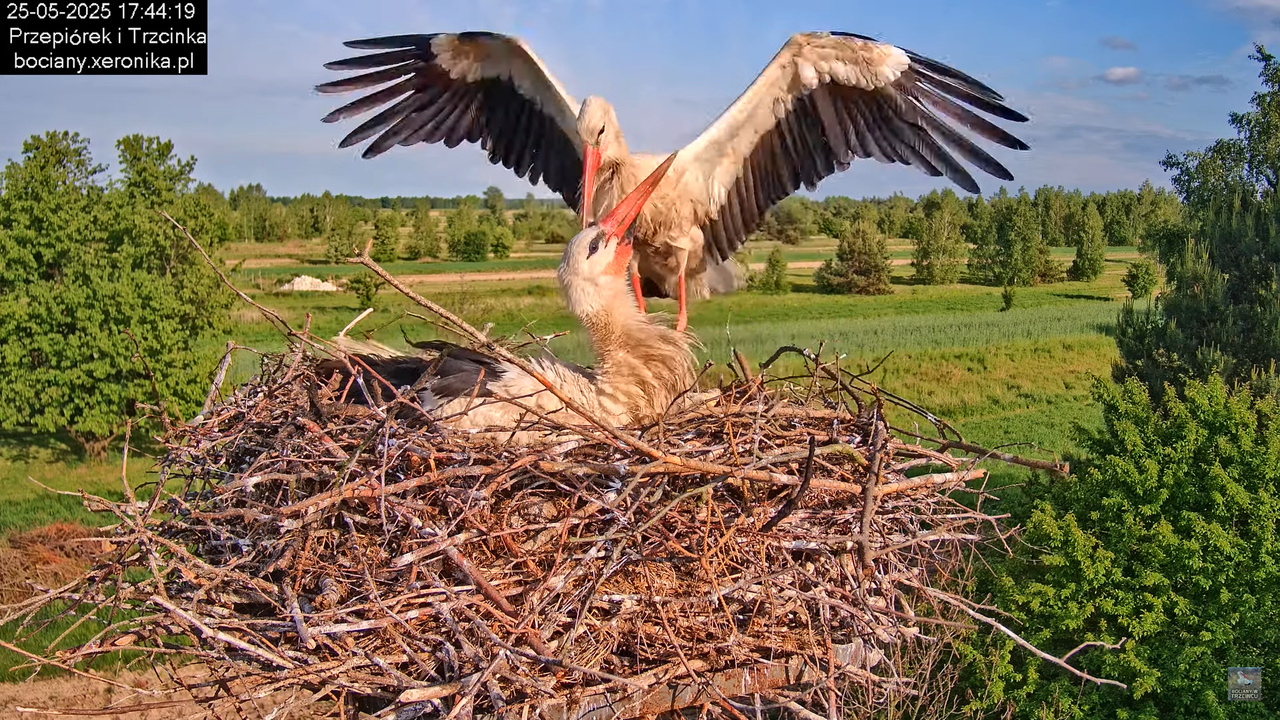 25052025bociany30