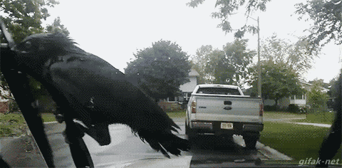 daily-gifdump-3433-02-(1).gif