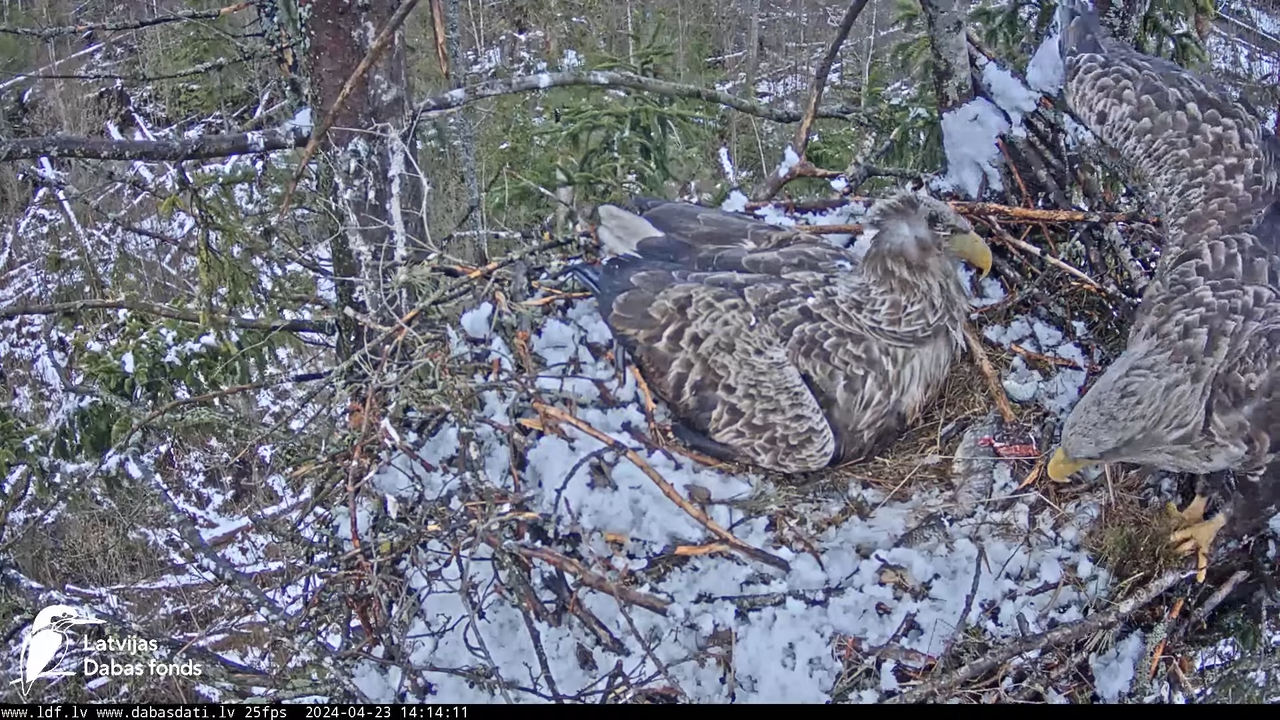 Jūras ērgļi (Haliaeetus albicilla) Ķemeru nacionālais parks - LDF tiešraide 15-36-32 screenshot