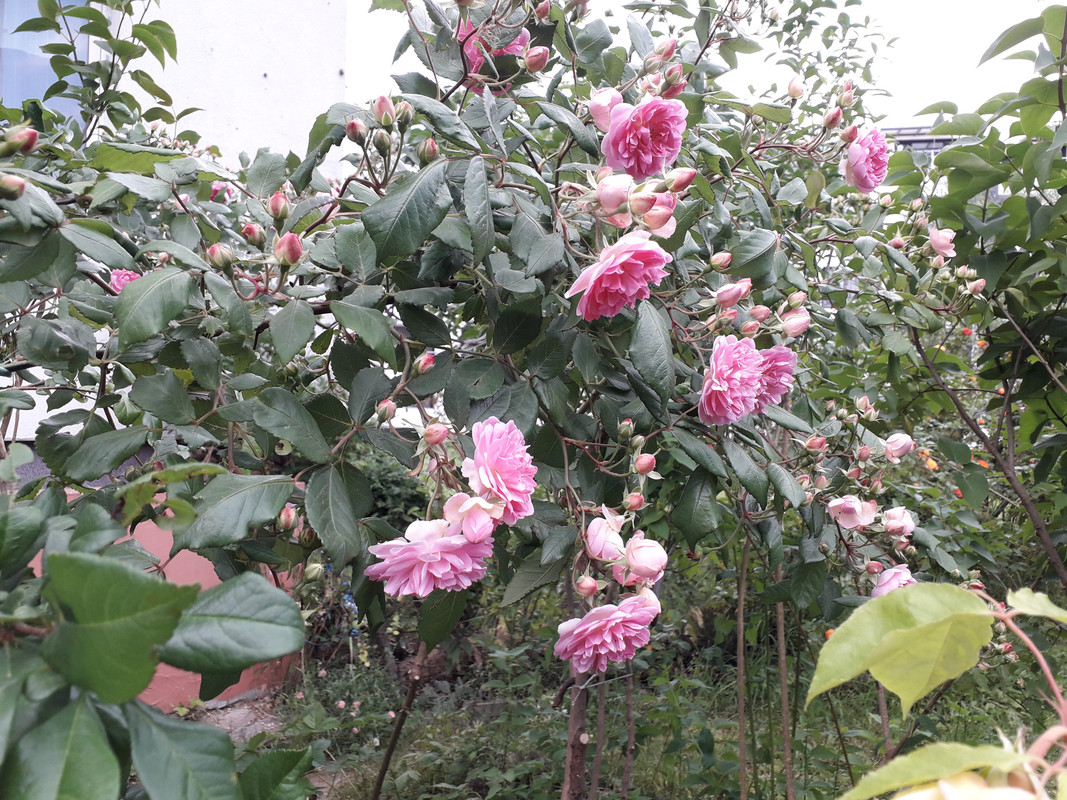 20190530_154448
