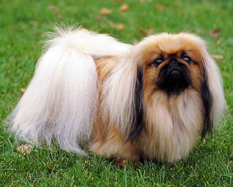 pekines-na-luzhajke