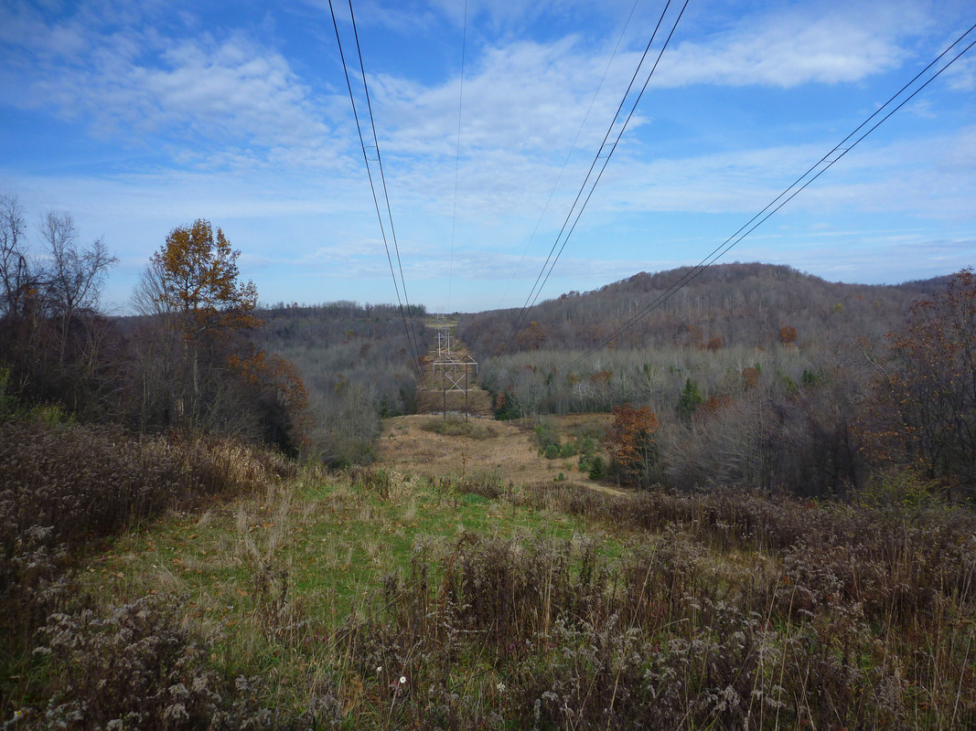 2013-11-09 4 Ruffed Grouse - powerline cut