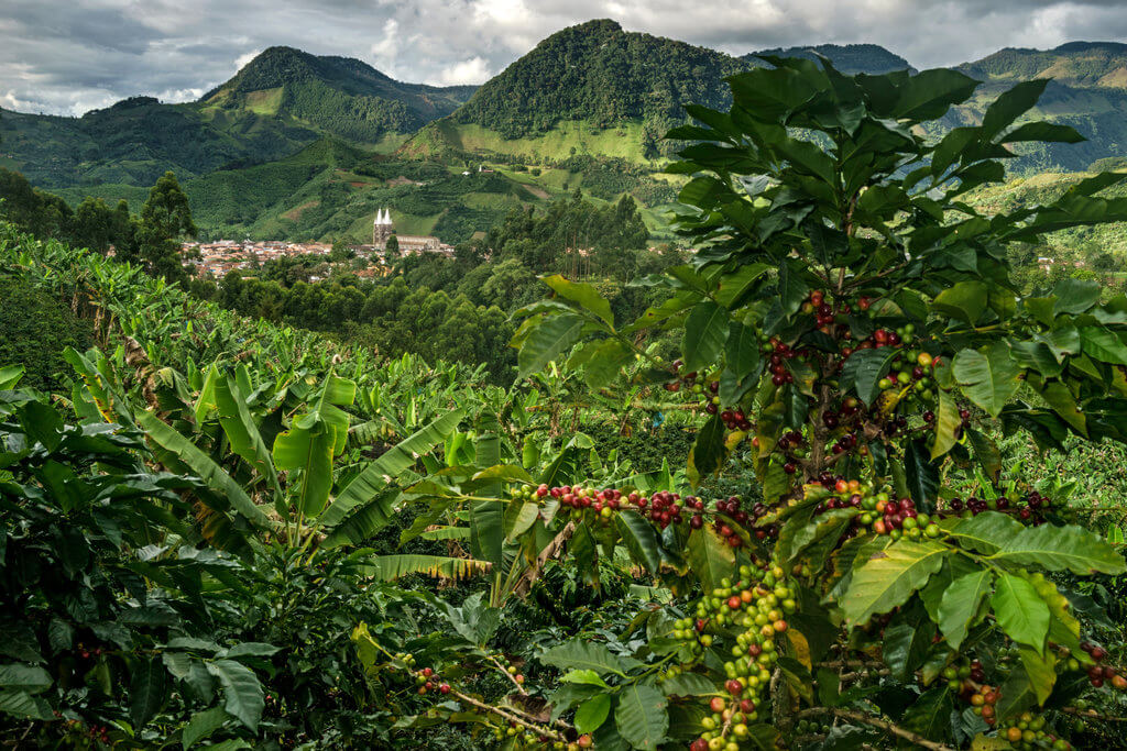 Колумбия страна, которая стала символом качества кофе в мире