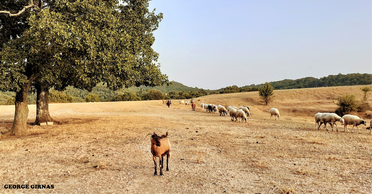 Αιγοπρόβατα