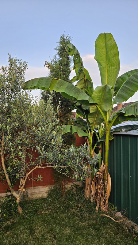 IMG-20250802-WA0005_musa