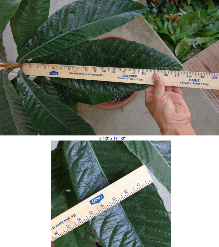 Seedling-Large-Leaf2