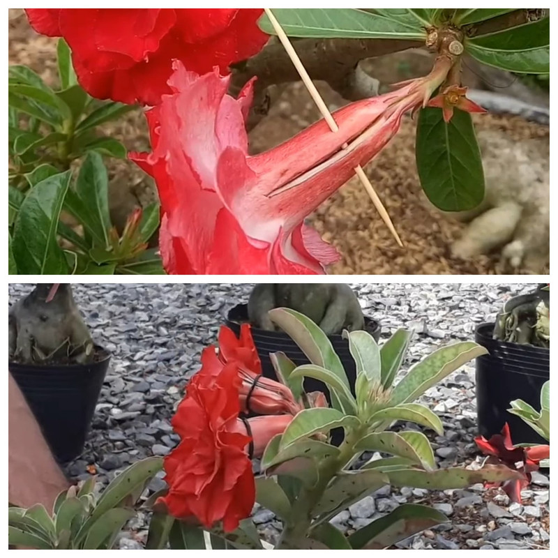 close-adenium-flower-toothpick-rubber-band.jpg