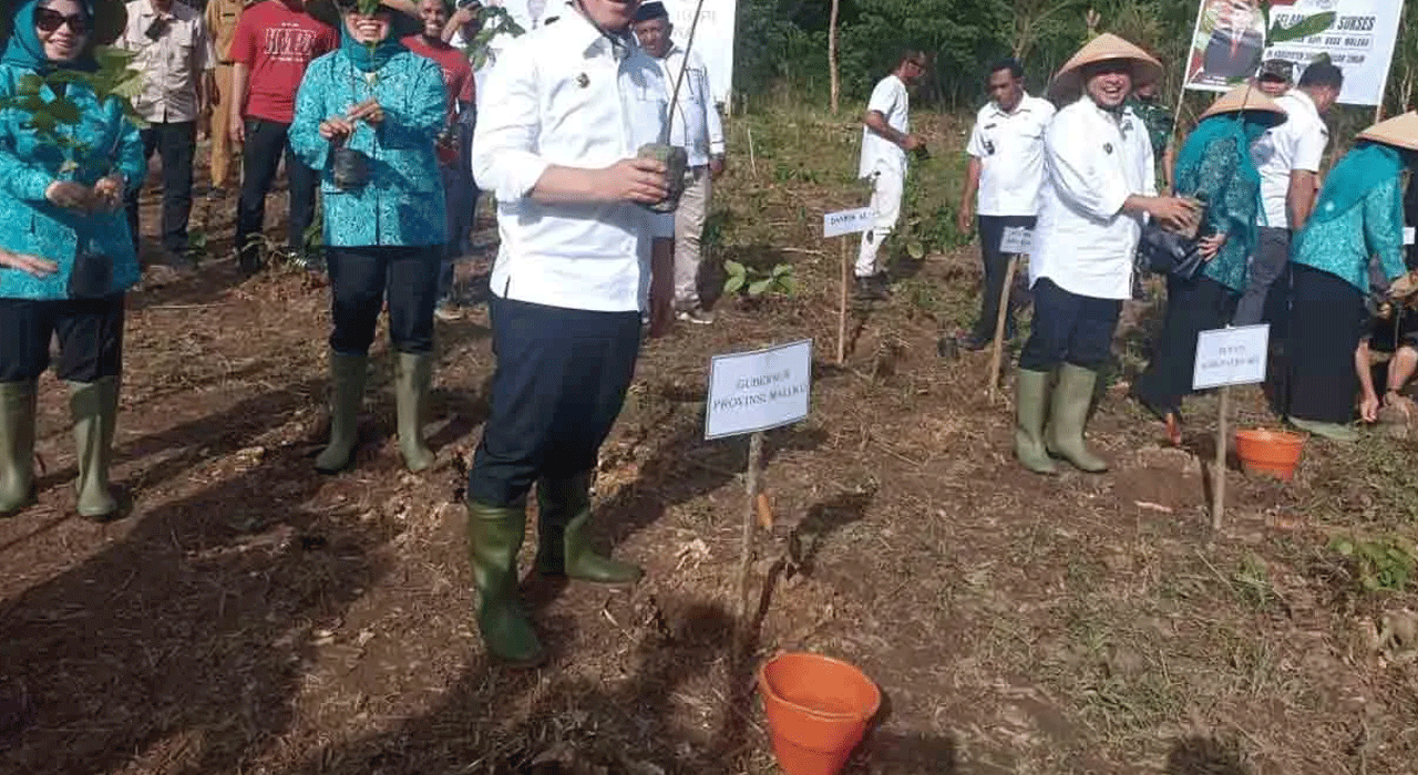 Viral! Gubernur Maluku Menanam Kopi Liberika di SBT