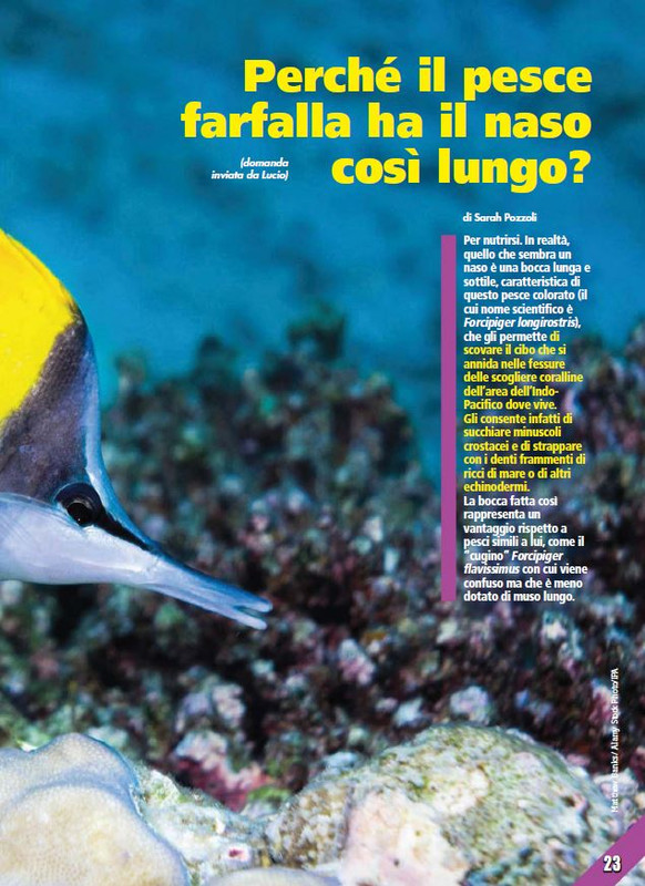 Foc Wil - Giu 2023 (4)