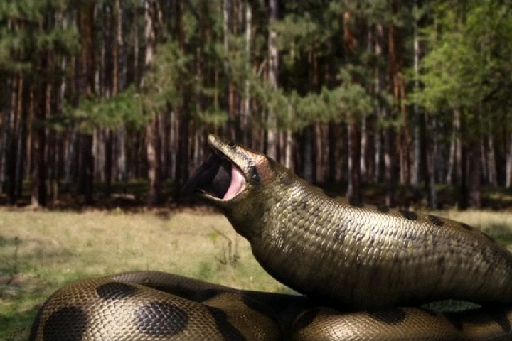 Descargar Lake Placid 5: Lake Placid Vs. Anaconda [2015][DVD R1][Latino