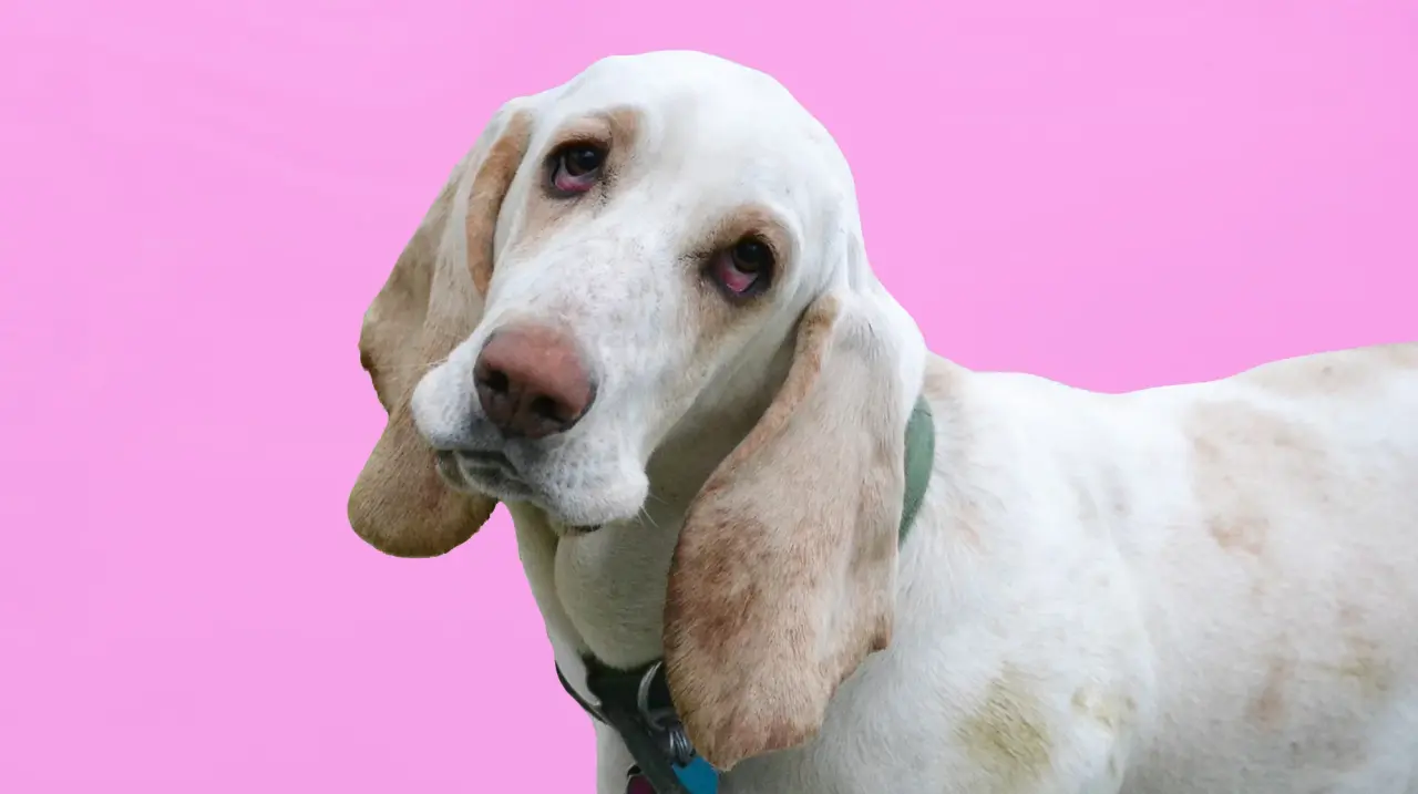 5 Common Health Issues in Basset Hound Puppies