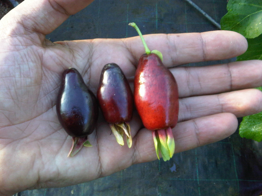 IMG00233-20130624-1929