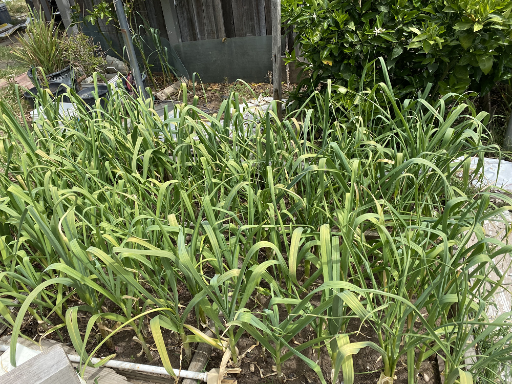 Planting Onions IMG-1666-1000