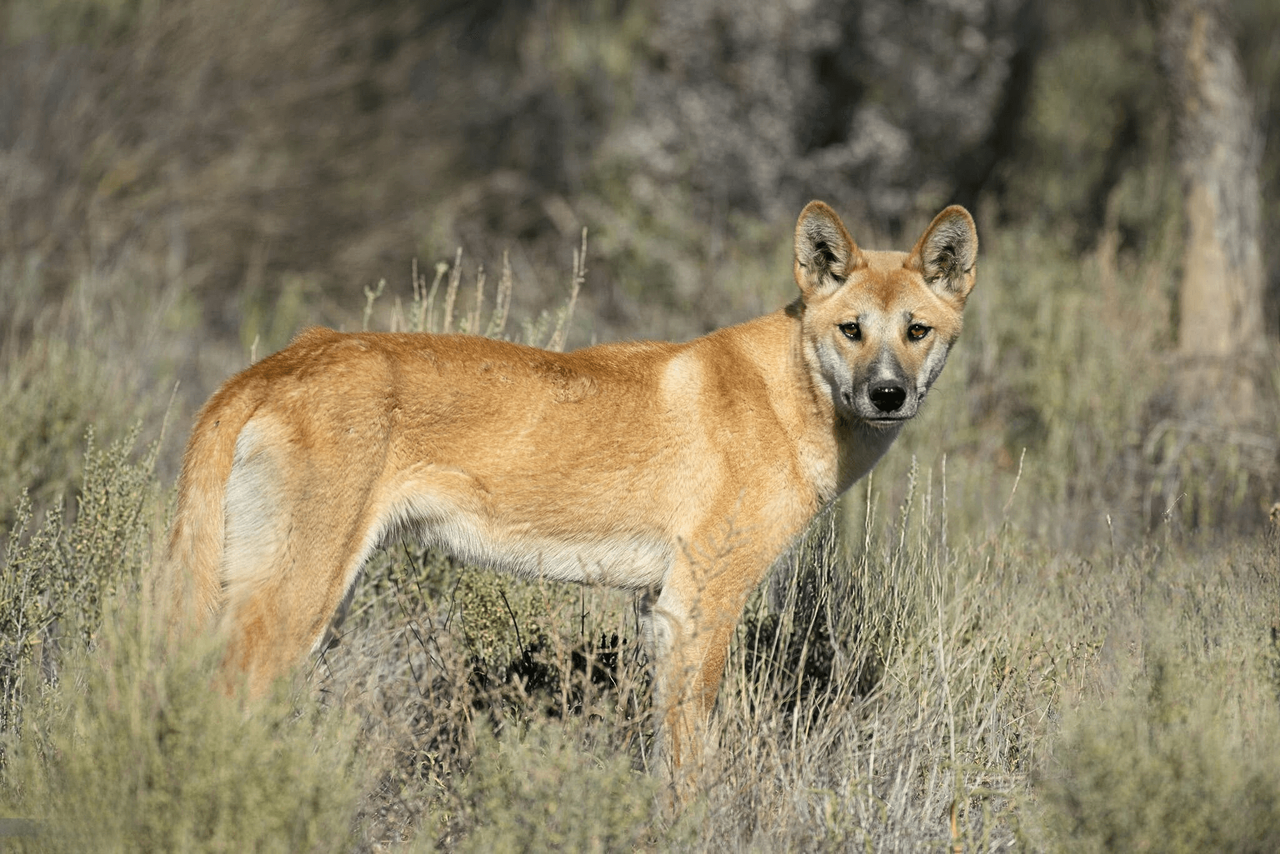 DINGO
