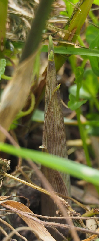 2020 Turions20200424_152848015 (2)