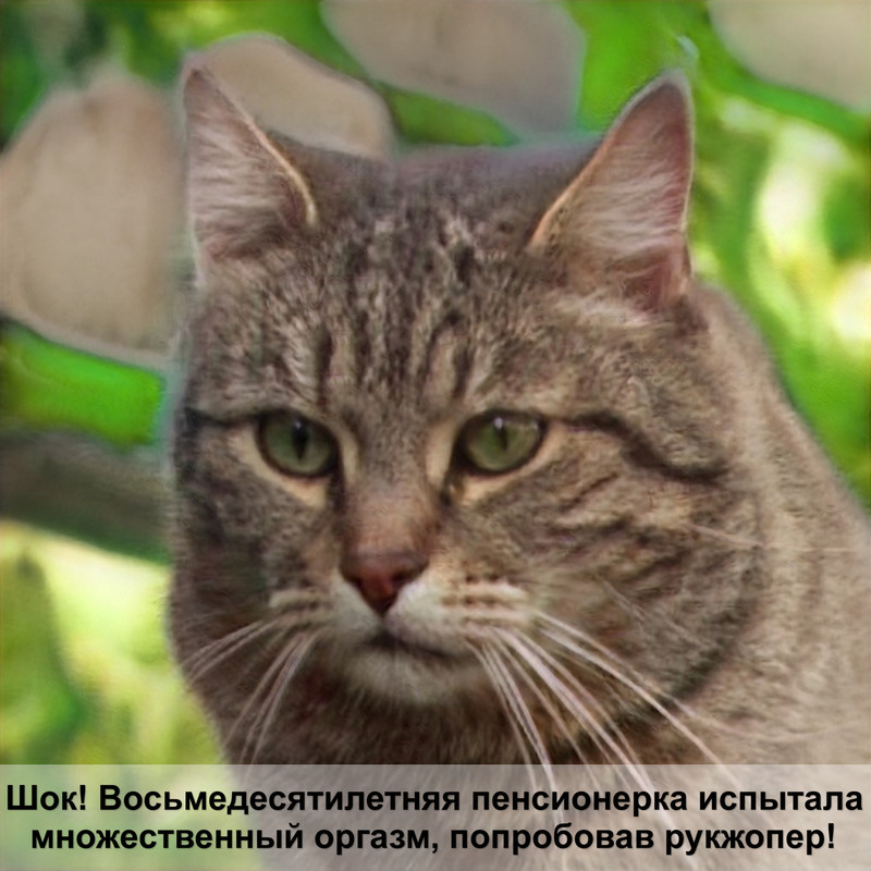 самые красивые породы кошек