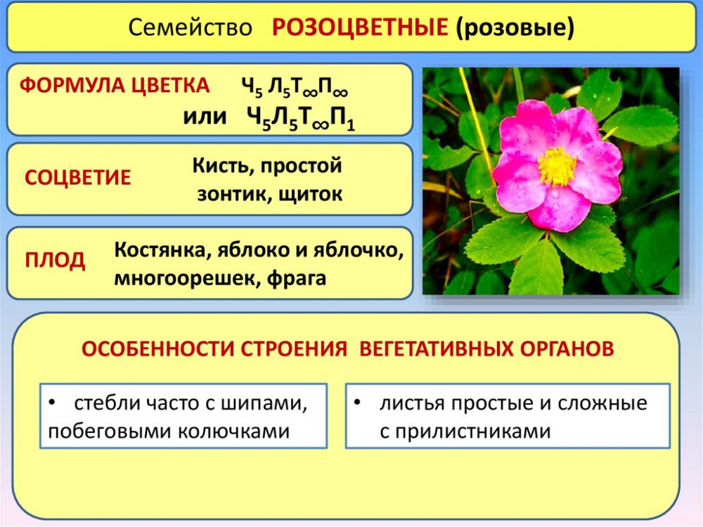 Какие части растения входят в морфологический состав розы