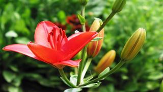 Tập Thơ Tổng Hợp Những Đoản Khúc Tâm Tình & Nỗi Niềm Tâm Sự Peach-lily-flower-pictures-2647-915x515