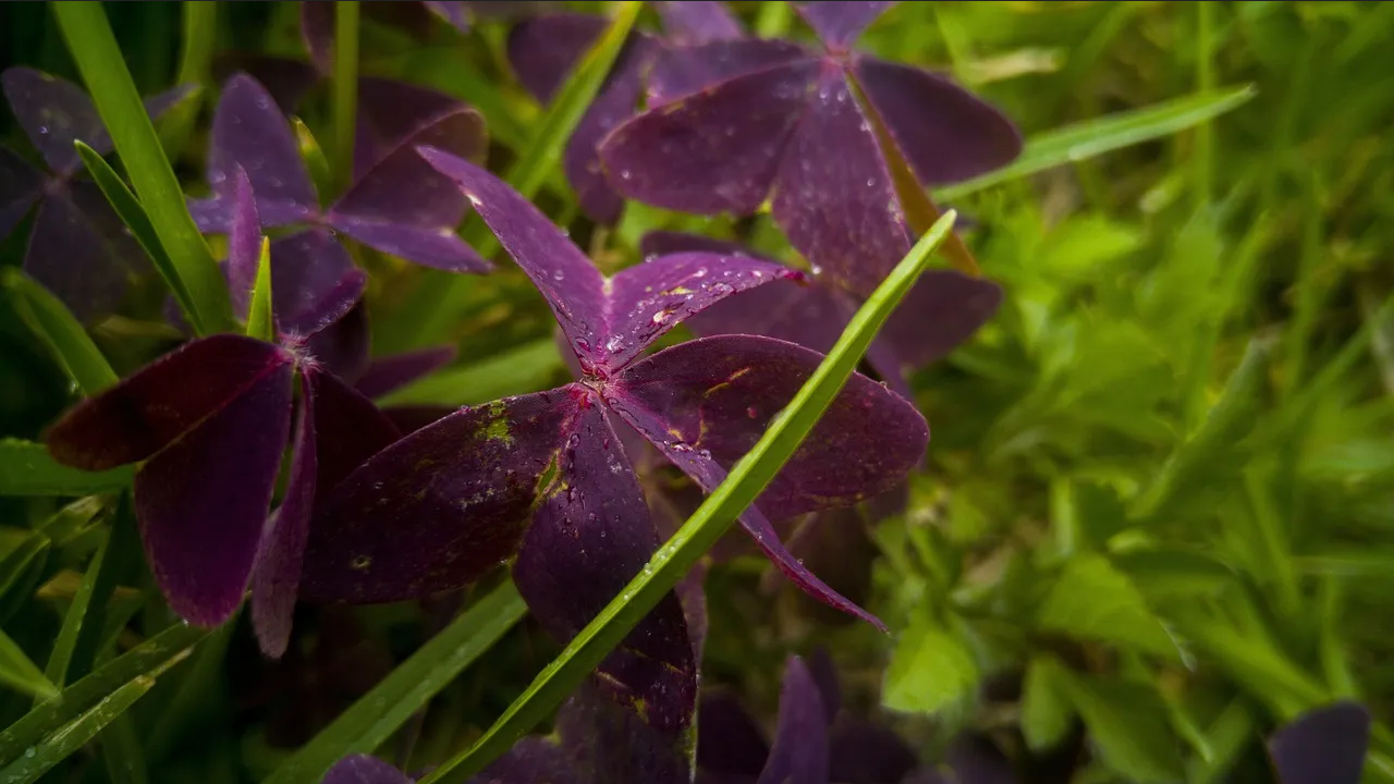 Atrae abundancia y amor con esta planta de la buena suerte