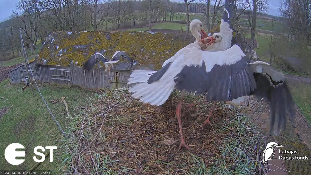 Baltie stārķi (Ciconia ciconia) Tukuma novadā - LDF tiešraide __ White storks in Tukums, Latvia 13-2