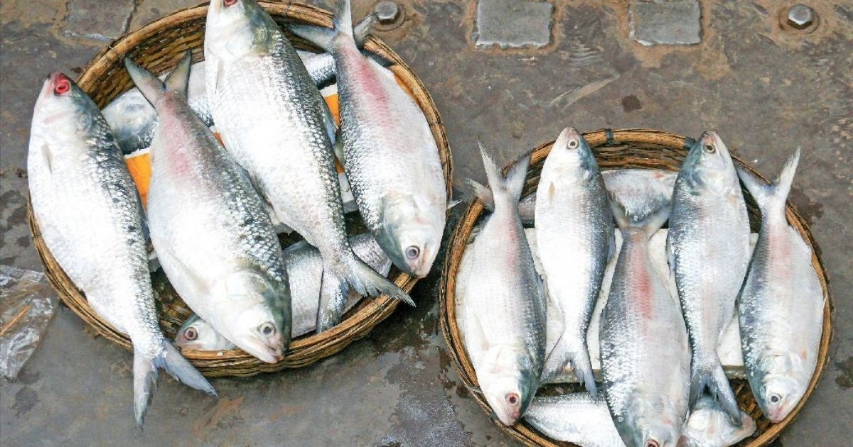 মা ইলিশ সংরক্ষণে ১১১ এমপিকে নির্দেশনা