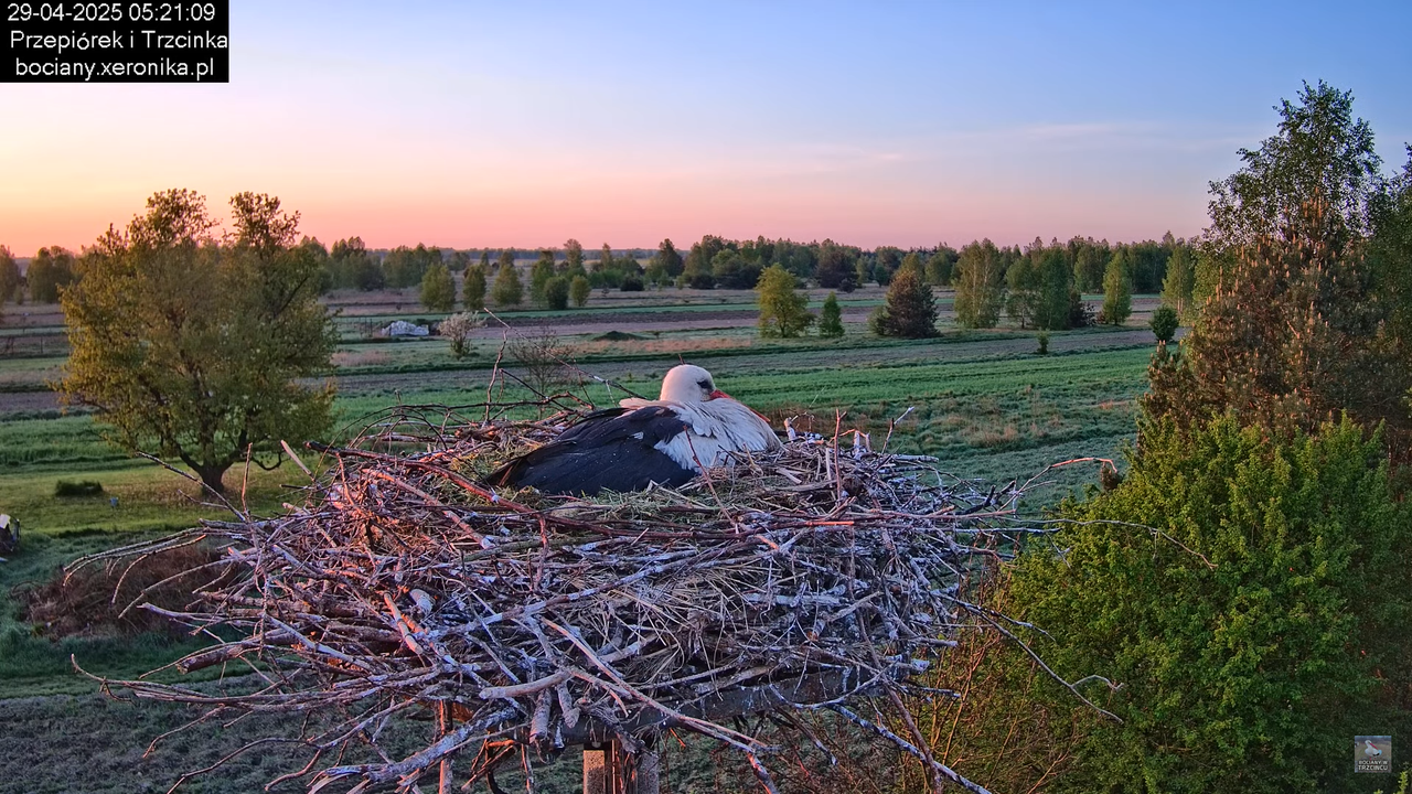 29042025bociany1