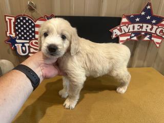 snow black male
