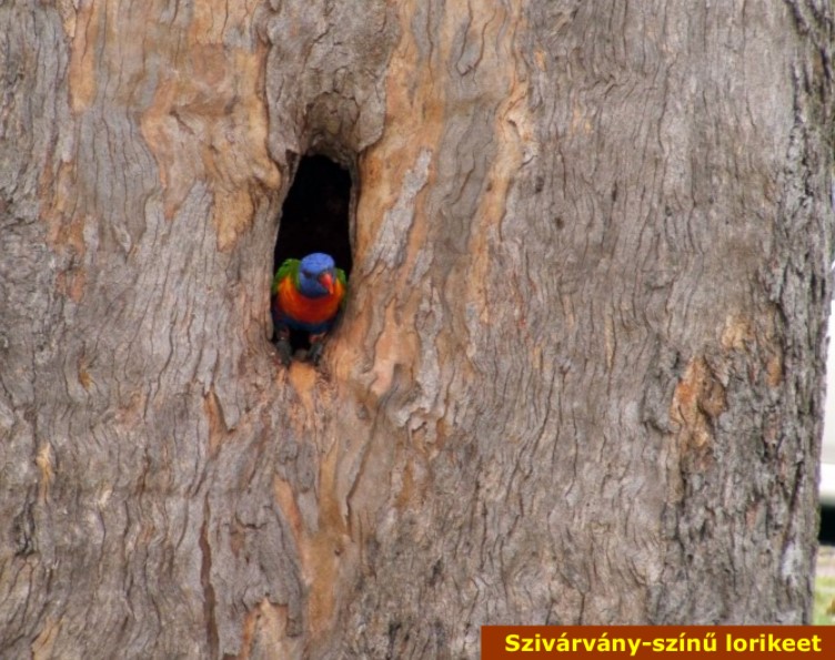 https://i.postimg.cc/gcyMFCDm/szivarvany-szinu-lorikeet.jpg