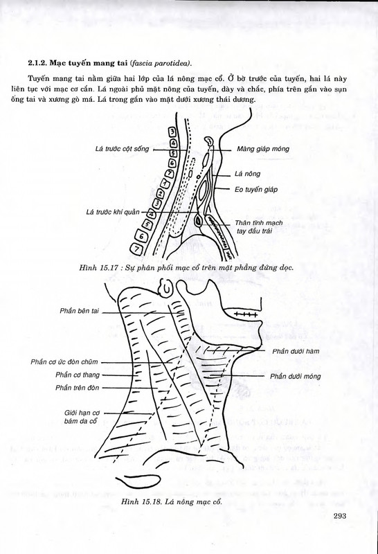 Bài giảng Giải Phẫu Học Tập 1 Nguyễn Quang Quyền recognized page 0294