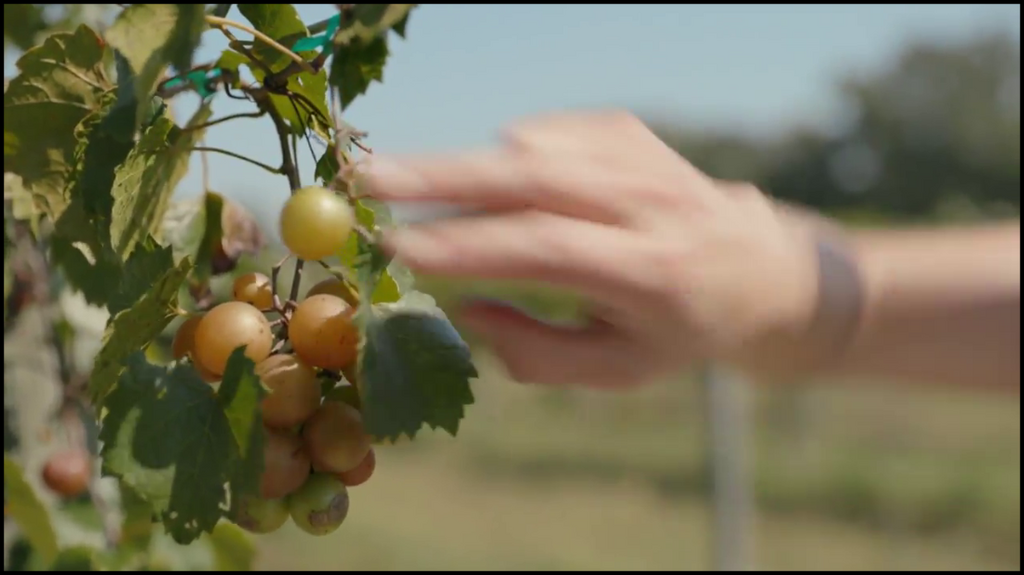 [Image: 0fp6sanrb67b.png]