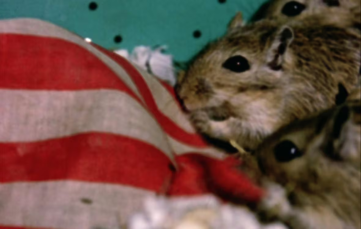 Rat Life and Diet in North America (1968)