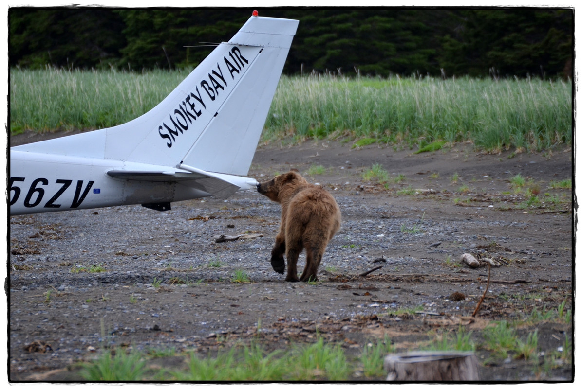 Alaska por tierra, mar y aire - Blogs de America Norte - 19 de junio. Osos a porrón en Lake Clark National Park (11)