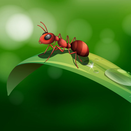Insectos