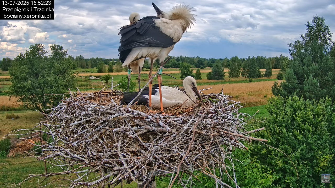 13072025bociany43