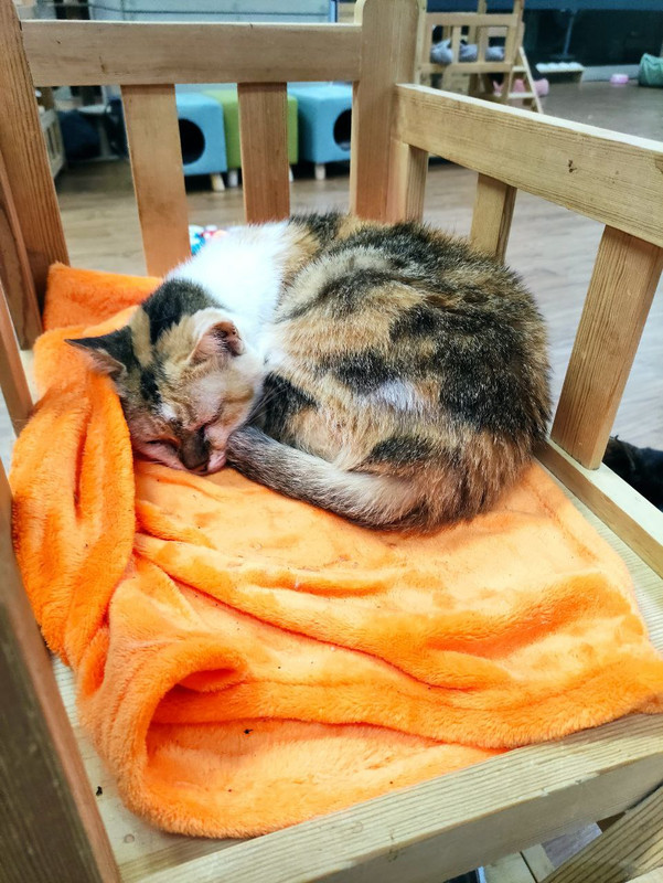 寵物志工服務日 4