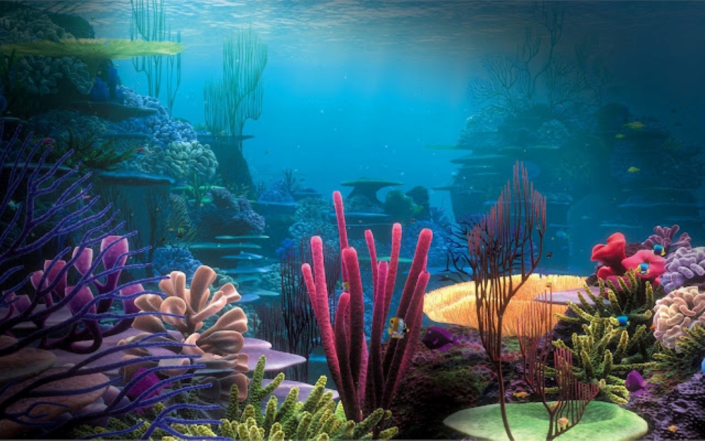 Reef