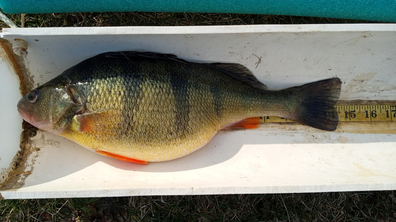 14 1:2 inch perch 3:26:25