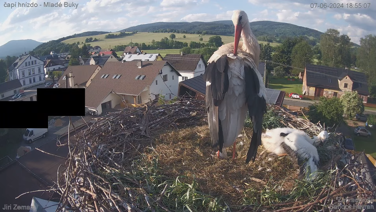 Tiešraides kamera — Mladé Buky — stārķa ligzda 10-53-17 screenshot (1)